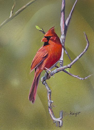 male cardinal  - nature  by Margit Sampogna