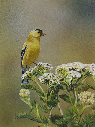 american goldfinch - bird by Margit Sampogna