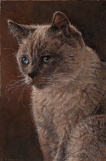 Cat Portrait, Asia - Portraits by Robin Murray