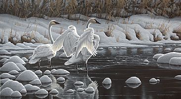 Evening Glow - Trumpeter Swans by Joseph Koensgen
