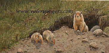 Columbia Ground Squirrels - Columbia Ground Squirrels by Valerie Rogers