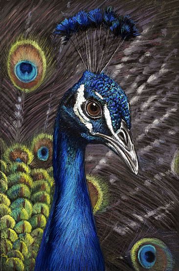 Purple Gaze - Peacock by Deborah LaFogg-Docherty