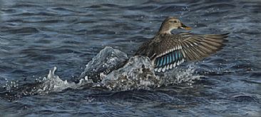 Take Off - Mallard duck (Anas platyrhynchos)-waterfowl painting by Colette Theriault