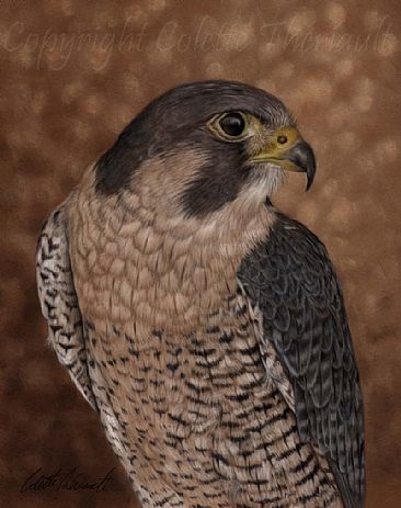 The Wanderer (SOLD) - Peregrine falcon (Falco peregrinus) by Colette Theriault
