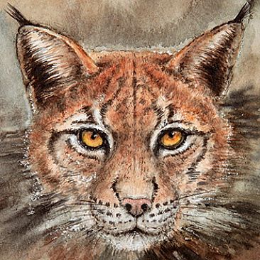 Nightfall 8 (Miniature) - Bobcat (Lynx rufus) by Norbert Gramer