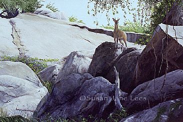Klipspringer - African antelope by Susan Jane Lees