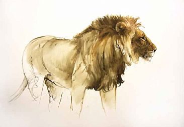 Lion Study - Lion by Peter Gray