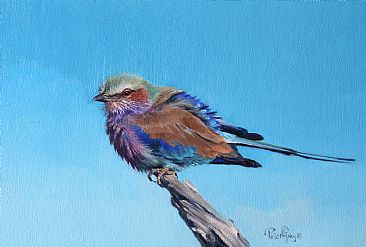 Roller - Lilac Breasted Roller by Peter Gray