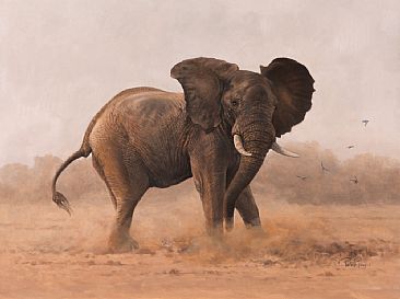 Minor Irritation - Disturbed elephant by Peter Gray