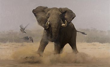 Fight or Flight (2) - Elephant bull and Red-eyed Dove by Peter Gray