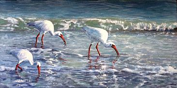 The Beautiful Ones - Ibis in the Surf, South Florida by Megan Kissinger
