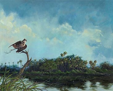 Oxbow Osprey Morning - Osprey on Florida Everglades River Oxbow by Megan Kissinger