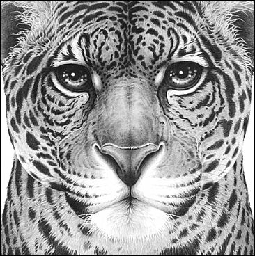 Power - Jaguar portrait by Gary Hodges