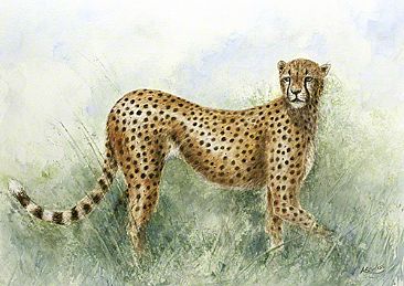 Cheetah Alert - Open Edition Prints by Anne Corless