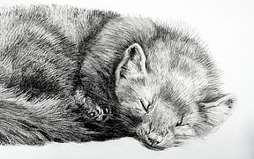 Pine Martin Resting - Pine Martin by Peggy Sowden