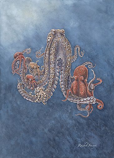 Stuck on You SOLD - Octopuses of the Sea of Cortez by Rachel Ivanyi