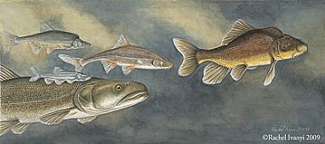 Colorado River Fishes SOLD - Rare fish from Colorado River by Rachel Ivanyi