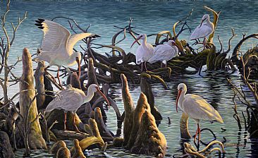 Council of the Elders - White Ibis by Valentin Katrandzhiev
