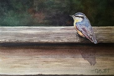 Waiting for a Peanut - Red-Breasted Nuthatch by Linda Muttitt
