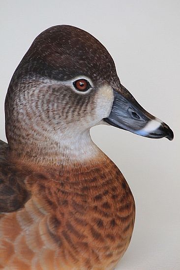 Female Ringneck duck - Decorative decoy by Yves Laurent