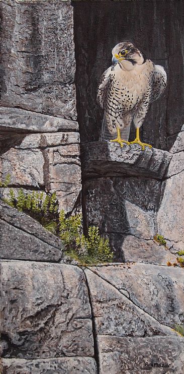 Cliff Hanger - Peregrine Falcon by Ron Plaizier