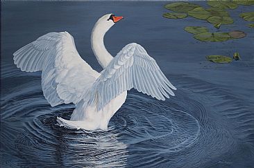Water Dancer - Mute Swan - Mute Swan  by Ron Plaizier