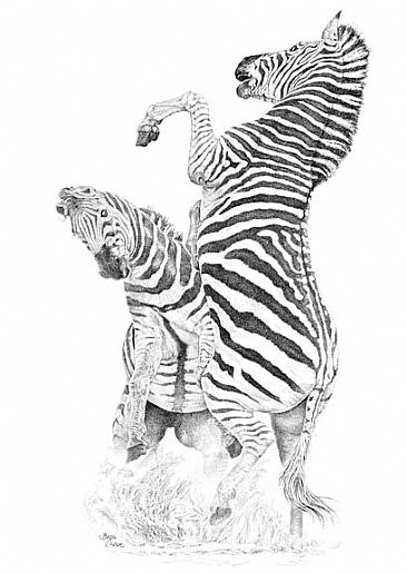 The Challenge - zebras by Becci Crowe