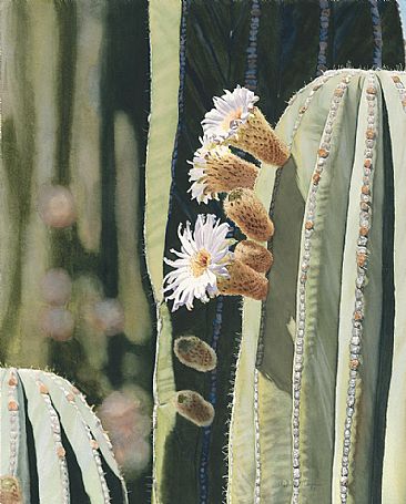 Cardon Blossoms -  by Martha Thompson