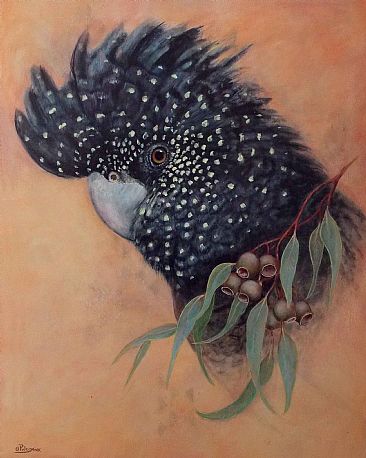 Cocky - Birds by Paula Wiegmink
