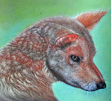 Dingo - Stalker of the Outback -  by Krish Krishnan