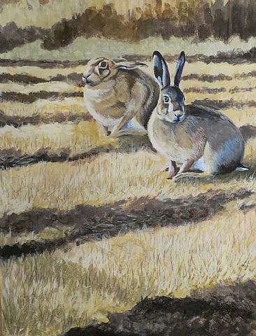 Basking Hares, Hingham - Brown Hares enjoying the spring sunshine. by Russ Heselden