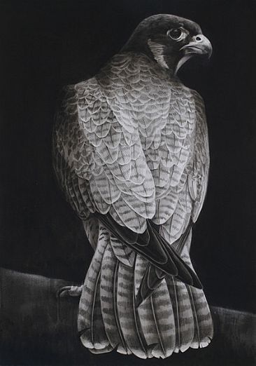 Pergrinus＃01 - Peregrine Falcon by Yasuo Watanabe