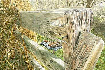 Afternoon Forage - House sparrow on sunlit fence by Fiona Goulding