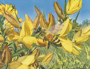 Bee Aware - Honeybee on Gorse by Fiona Goulding