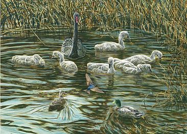 Intruders - Birds - Black Swans and Cygnets by Fiona Goulding