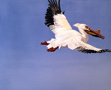 American White Pelican - Waterfowl by Lyn Vik