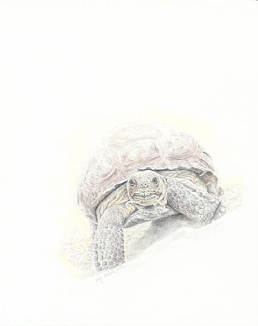 Little Buddy - Wild Desert Tortoise  SOLD by Judy Studwell