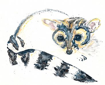 Shy - Ringtail by Judy Studwell