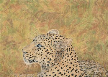 Uneasy Stare - African Leopardess by Judy Studwell