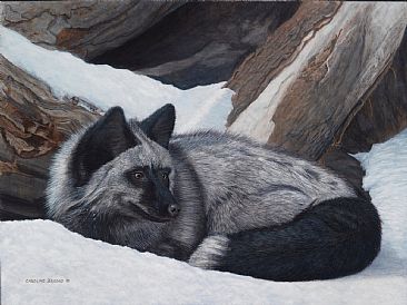 Attentive - Silver Fox by Caroline Brooks