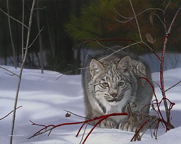 Captivated - Canadian Lynx by Caroline Brooks