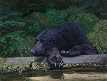 Chillin' - Black Bear by Caroline Brooks