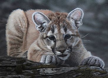 Cougar Curiosity - Cougar Cub by Caroline Brooks