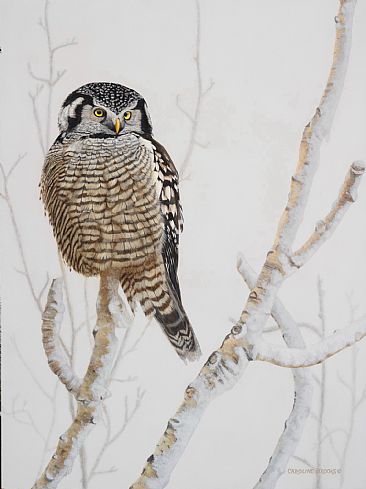 Mid-Day Hunter - Northern Hawk Owl by Caroline Brooks