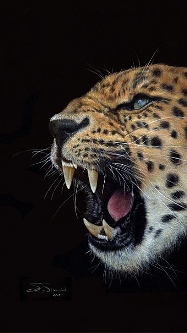 Amur Leopard - Amur Leopard by Susan Shimeld