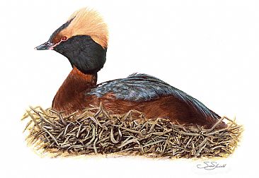 Slavonian Grebe - Slavonian Grebe at nest by Susan Shimeld