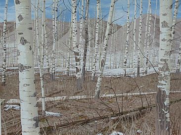 April near Hudson's Hope - A stand of birches in early spring in Northern B.C. by Ken  Nash