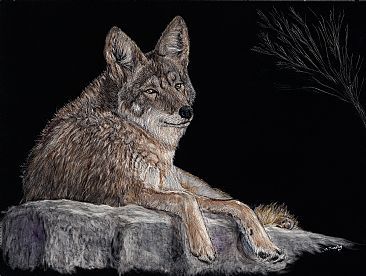 Cool 'yote - Coyote resting on rock by Marcia Barclay