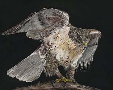 Ferruginous Hawk - ferruginous Hawk by Marcia Barclay