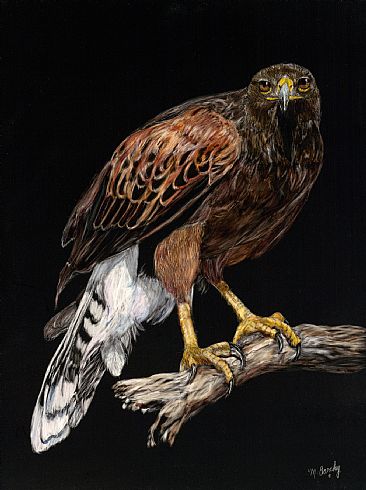 Harris's Hawk - Harris's hawk by Marcia Barclay